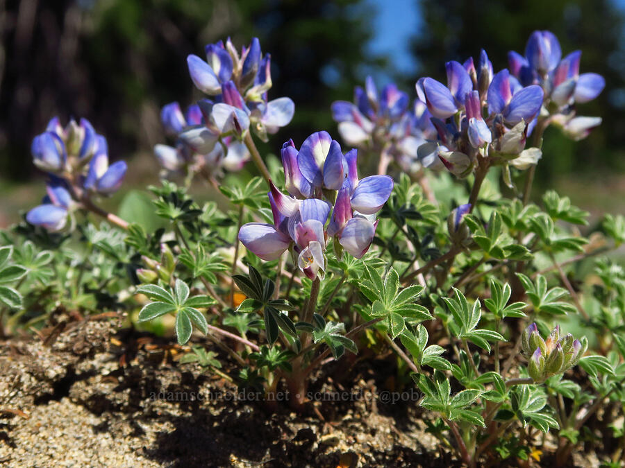 dwarf lupine (Lupinus lepidus var. lobbii) [Suksdorf climbing route, Mt. Adams Wilderness, Yakima County, Washington]