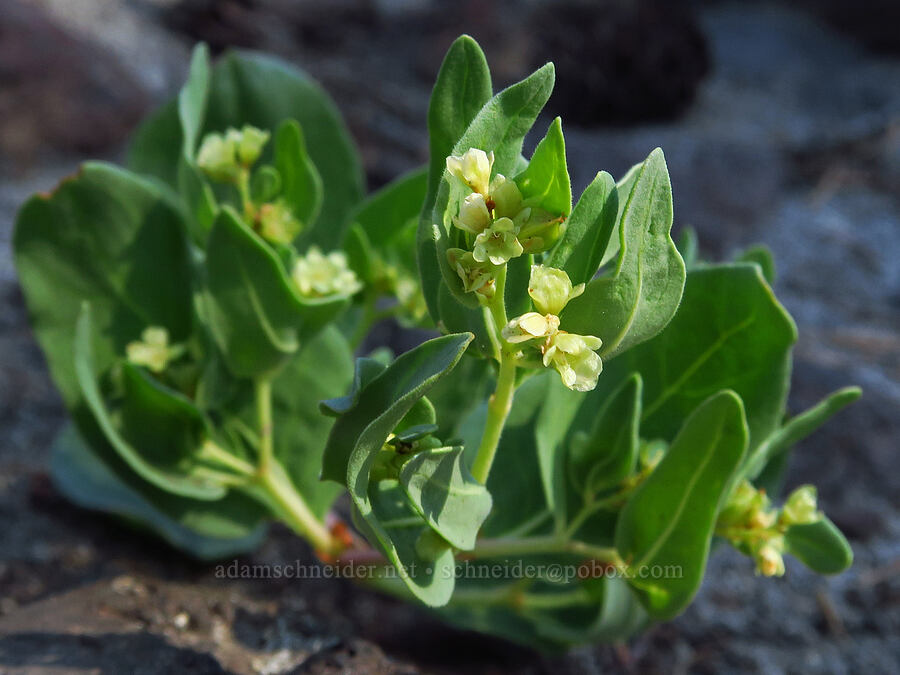 Davis' knotweed (Aconogonon davisiae (Koenigia davisiae) (Polygonum newberryi)) [Suksdorf climbing route, Mt. Adams Wilderness, Yakima County, Washington]