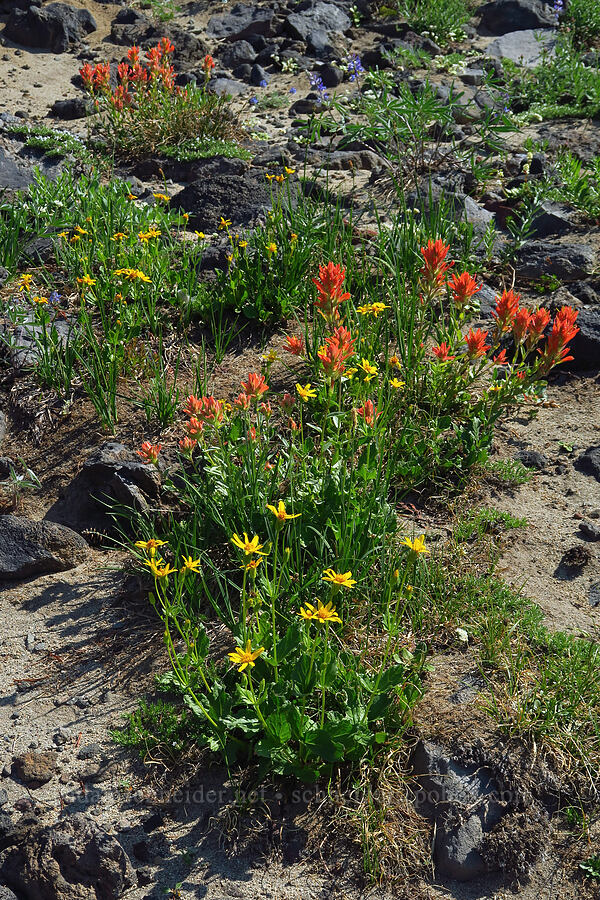 arnica & scarlet paintbrush (Arnica sp., Castilleja miniata) [Suksdorf climbing route, Mt. Adams Wilderness, Yakima County, Washington]