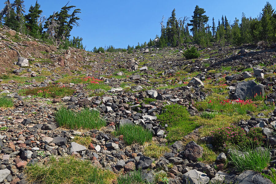 wildflowers (Castilleja parviflora var. oreopola, Luetkea pectinata, Phyllodoce empetriformis, Carex sp.) [Suksdorf climbing route, Mt. Adams Wilderness, Yakima County, Washington]