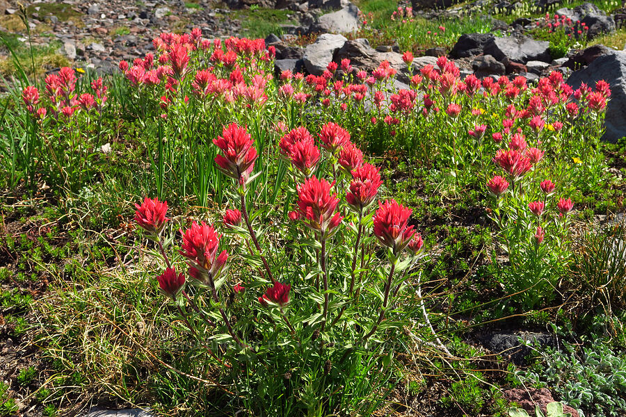 magenta paintbrush (Castilleja parviflora var. oreopola) [Suksdorf climbing route, Mt. Adams Wilderness, Yakima County, Washington]