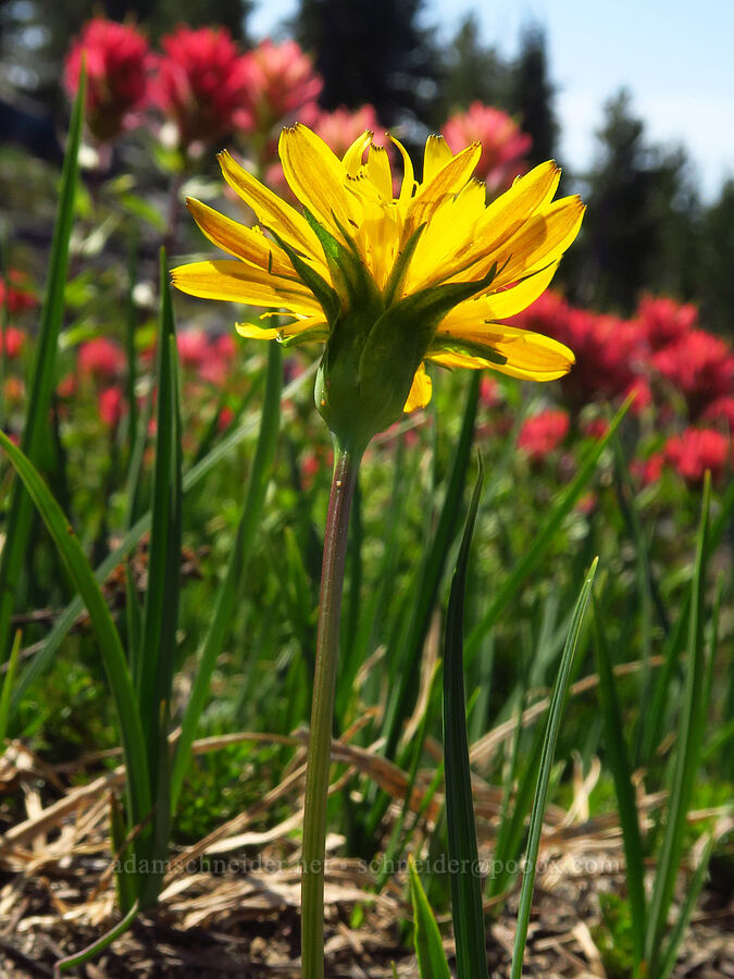 agoseris & paintbrush (Nothocalais alpestris (Microseris alpestris), Castilleja parviflora var. oreopola) [Suksdorf climbing route, Mt. Adams Wilderness, Yakima County, Washington]