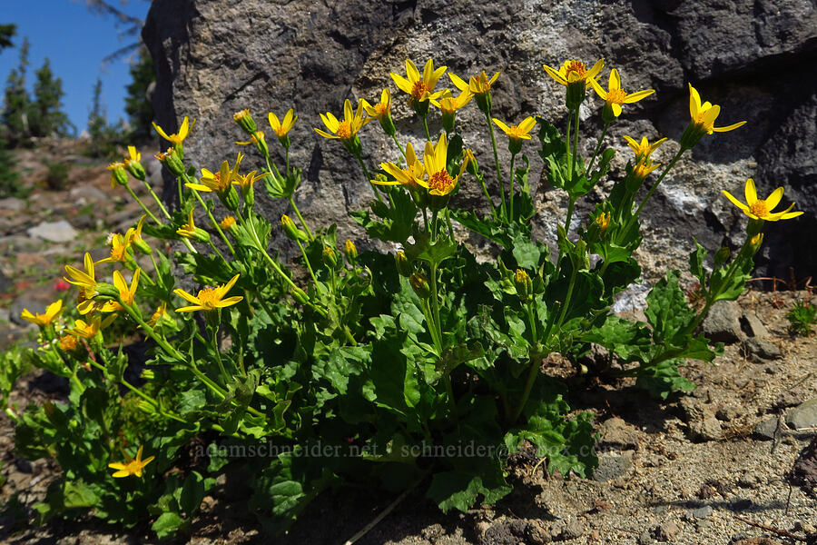 arnica (Arnica sp.) [Suksdorf climbing route, Mt. Adams Wilderness, Yakima County, Washington]