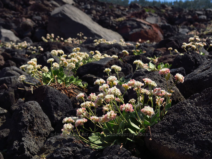 alpine buckwheat (Eriogonum pyrolifolium) [Suksdorf climbing route, Mt. Adams Wilderness, Yakima County, Washington]