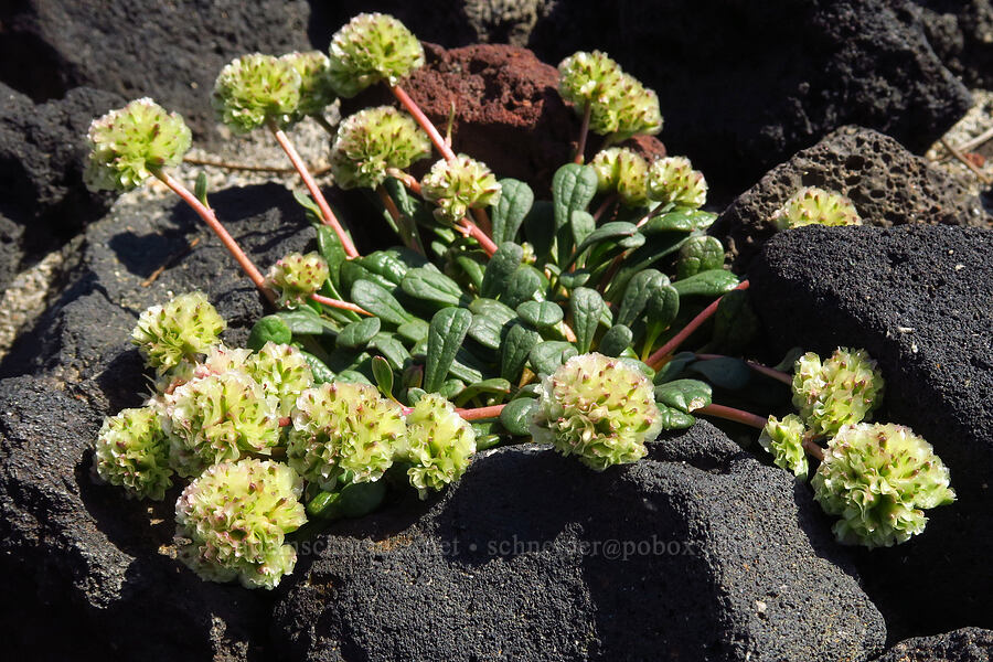 yellow pussy-paws (Calyptridium umbellatum (Cistanthe umbellata)) [Suksdorf climbing route, Mt. Adams Wilderness, Yakima County, Washington]