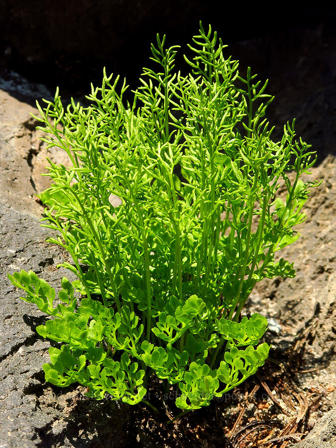 Cascade parsley-fern (Cryptogramma cascadensis) [Suksdorf climbing route, Mt. Adams Wilderness, Yakima County, Washington]