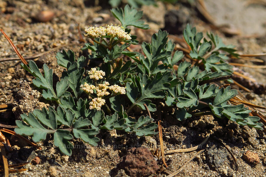 Cascade desert parsley (Lomatium martindalei) [Suksdorf climbing route, Mt. Adams Wilderness, Yakima County, Washington]