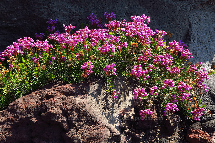 pink mountain heather (Phyllodoce empetriformis) [Suksdorf climbing route, Mt. Adams Wilderness, Yakima County, Washington]