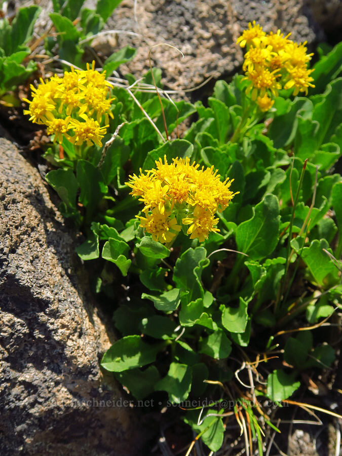 alpine goldenrod (Solidago simplex var. nana) [South Butte, Mt. Adams Wilderness, Yakima County, Washington]