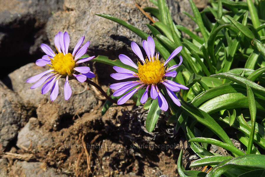 tundra asters (Oreostemma alpigenum (Aster alpigenus)) [South Butte, Mt. Adams Wilderness, Yakima County, Washington]