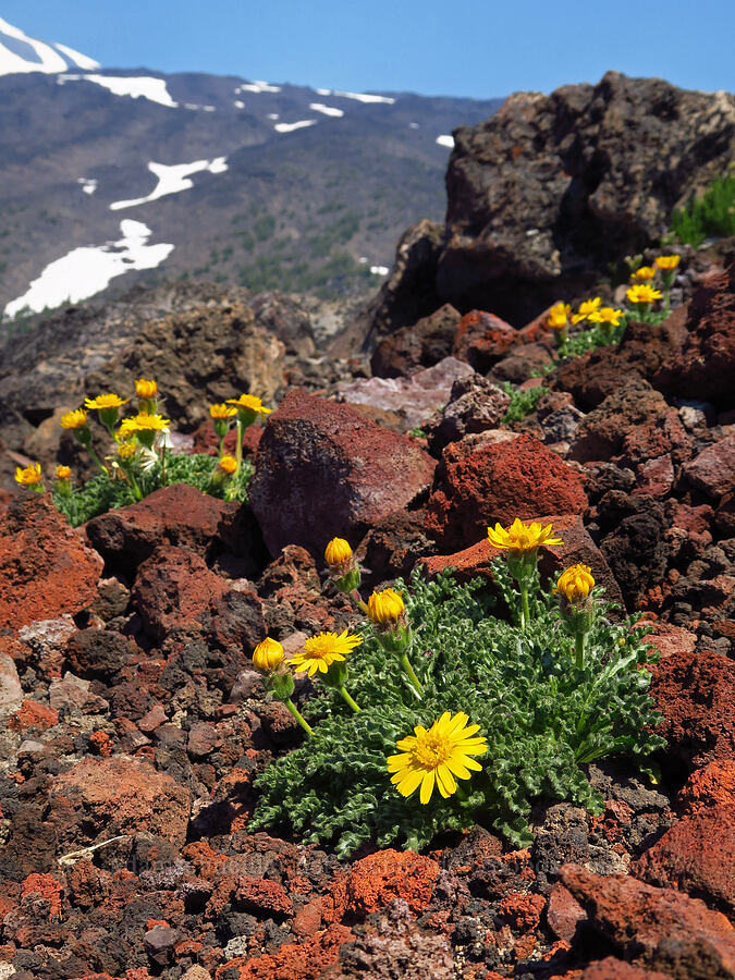 dwarf alpine-gold (Hulsea nana) [South Butte, Mt. Adams Wilderness, Yakima County, Washington]