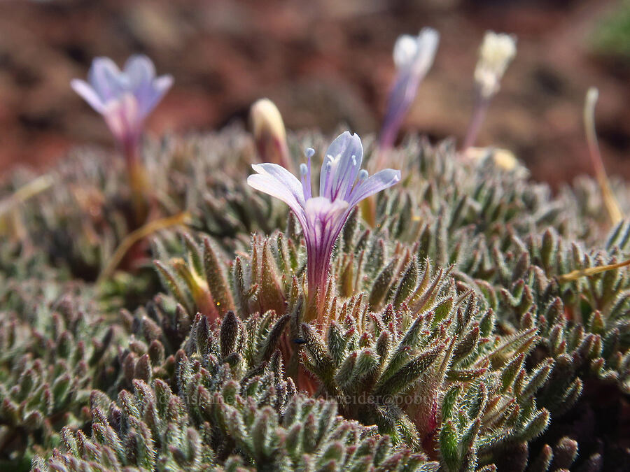 talus collomia (Collomia larsenii) [South Butte, Mt. Adams Wilderness, Yakima County, Washington]