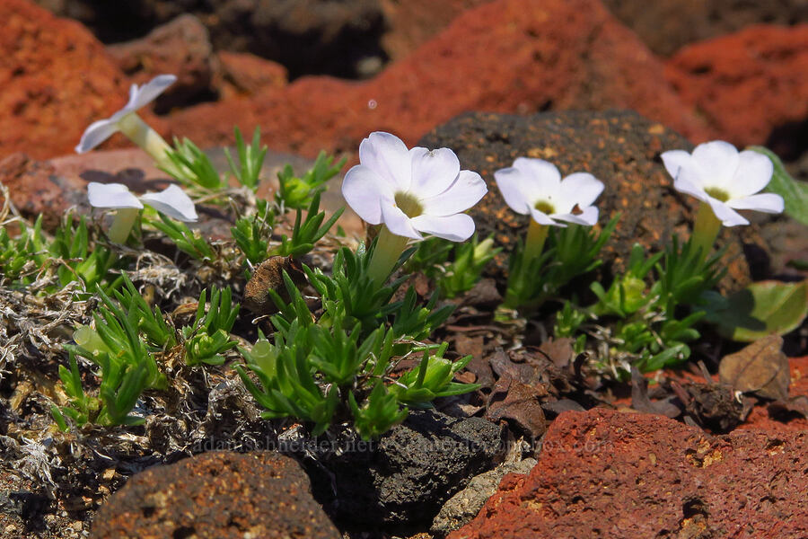 spreading phlox (Phlox diffusa) [South Butte, Mt. Adams Wilderness, Yakima County, Washington]