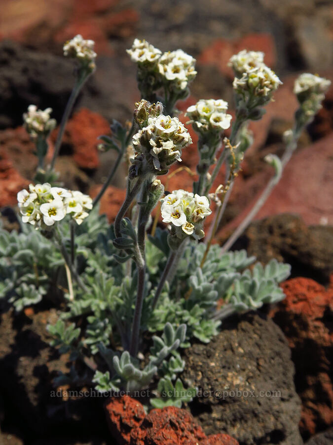 short-fruited smelowskia (Smelowskia ovalis) [South Butte, Mt. Adams Wilderness, Yakima County, Washington]