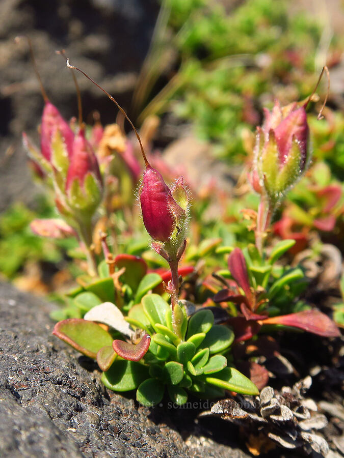 Davidson's penstemon, going to seed (Penstemon davidsonii) [South Butte, Mt. Adams Wilderness, Yakima County, Washington]