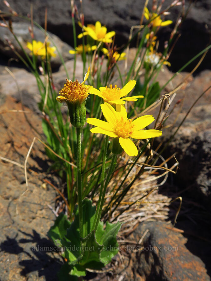 slender mountain arnica (Arnica gracilis (Arnica latifolia var. gracilis)) [South Butte, Mt. Adams Wilderness, Yakima County, Washington]