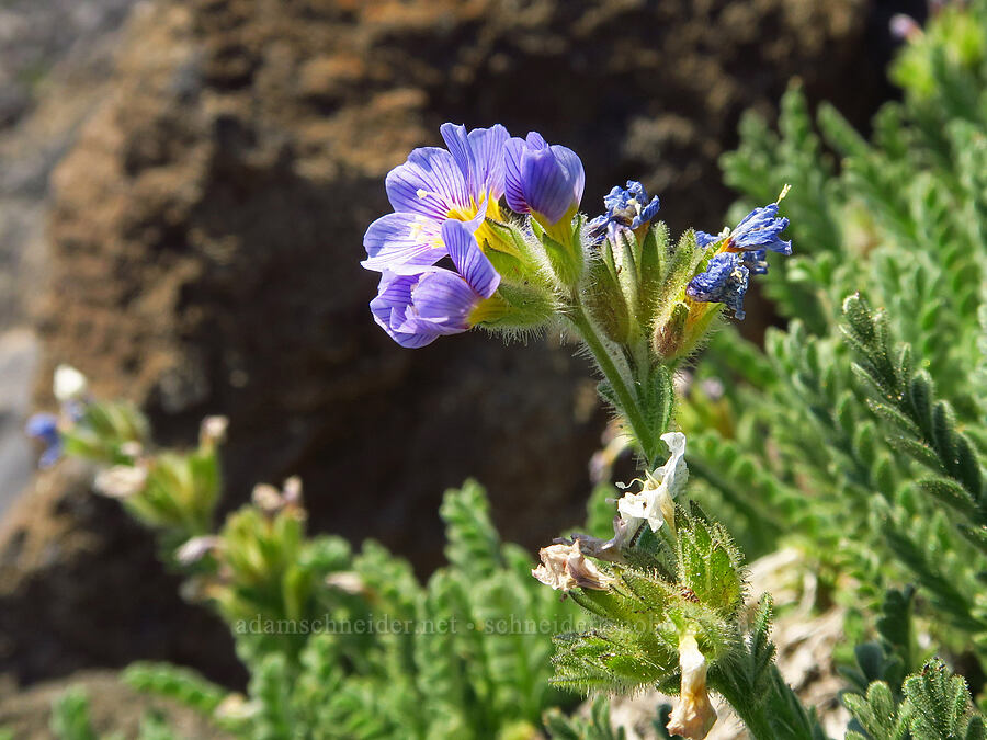 elegant Jacob's ladder (Polemonium elegans) [South Butte, Mt. Adams Wilderness, Yakima County, Washington]