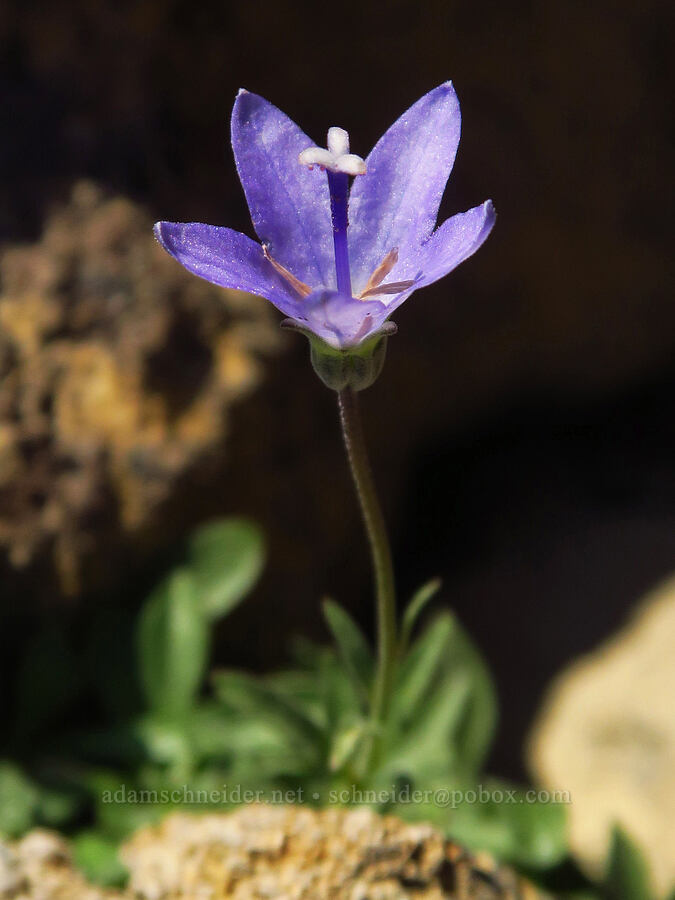 rough harebell (Campanula scabrella) [South Butte, Mt. Adams Wilderness, Yakima County, Washington]