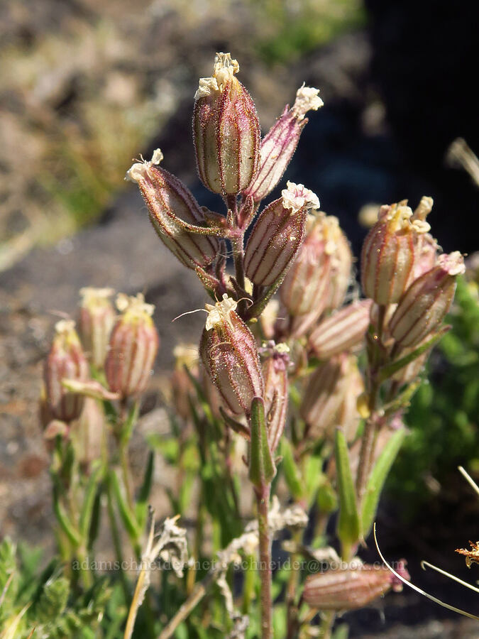 Cascade catchfly (Silene suksdorfii) [South Butte, Mt. Adams Wilderness, Yakima County, Washington]