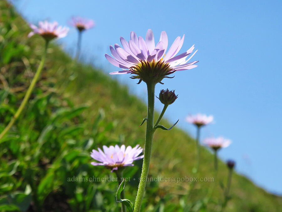 subalpine fleabane (Erigeron glacialis var. glacialis) [South Butte, Mt. Adams Wilderness, Yakima County, Washington]