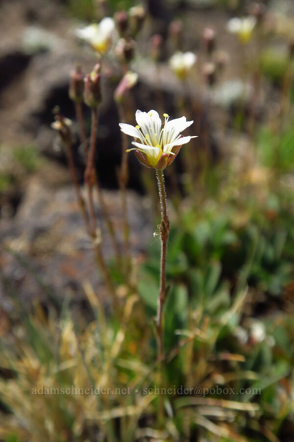 alpine sandwort (Minuartia obtusiloba (Cherleria obtusiloba) (Arenaria obtusiloba)) [South Butte, Mt. Adams Wilderness, Yakima County, Washington]