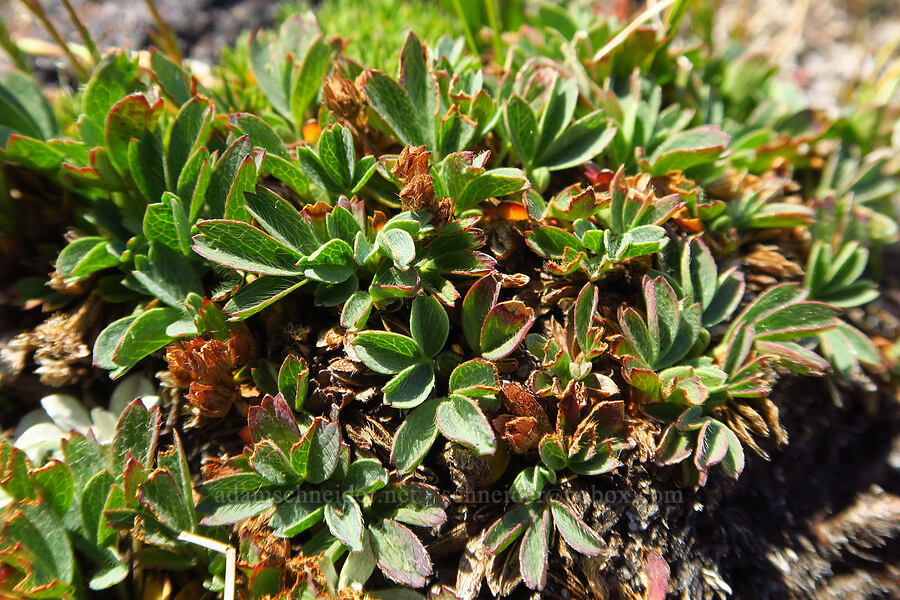 creeping sibbaldia, gone to seed (Sibbaldia procumbens (Potentilla sibbaldii)) [South Butte, Mt. Adams Wilderness, Yakima County, Washington]