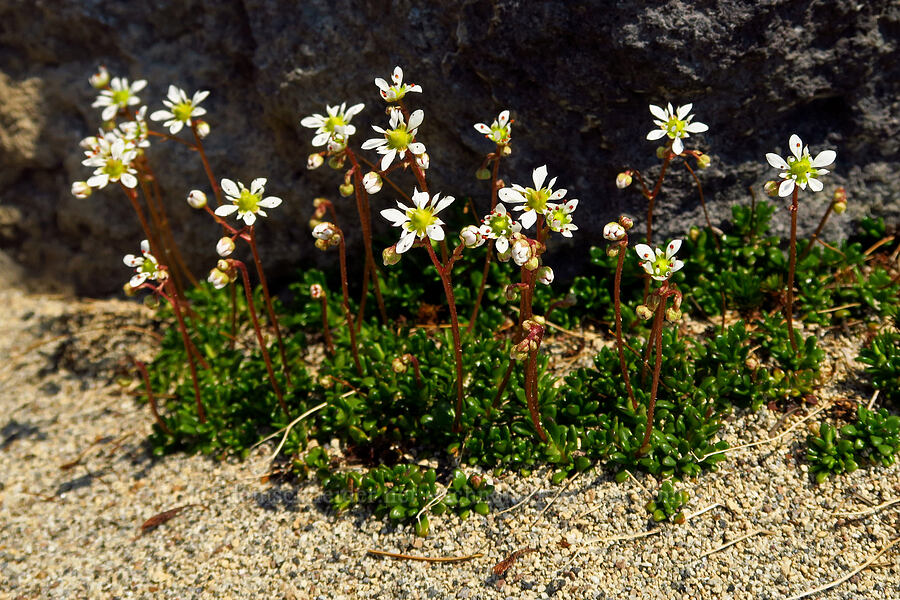 Tolmie's saxifrage (Micranthes tolmiei (Saxifraga tolmiei)) [west of South Butte, Mt. Adams Wilderness, Yakima County, Washington]