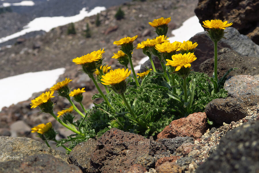 dwarf alpine-gold (Hulsea nana) [west of South Butte, Mt. Adams Wilderness, Yakima County, Washington]