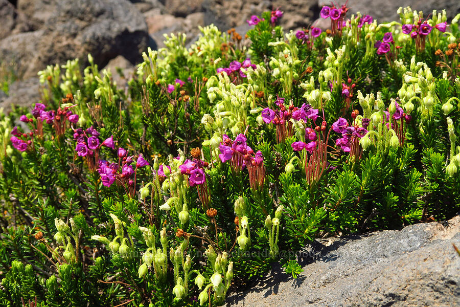 pink & yellow mountain heather (Phyllodoce empetriformis, Phyllodoce glanduliflora) [west of South Butte, Mt. Adams Wilderness, Yakima County, Washington]