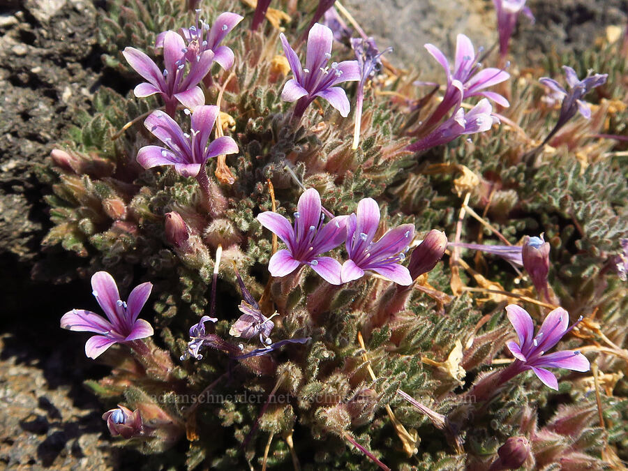 talus collomia (Collomia larsenii) [west of South Butte, Mt. Adams Wilderness, Yakima County, Washington]