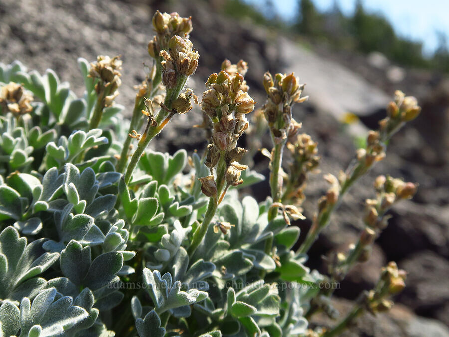 short-fruited smelowskia, going to seed (Smelowskia ovalis) [west of South Butte, Mt. Adams Wilderness, Yakima County, Washington]