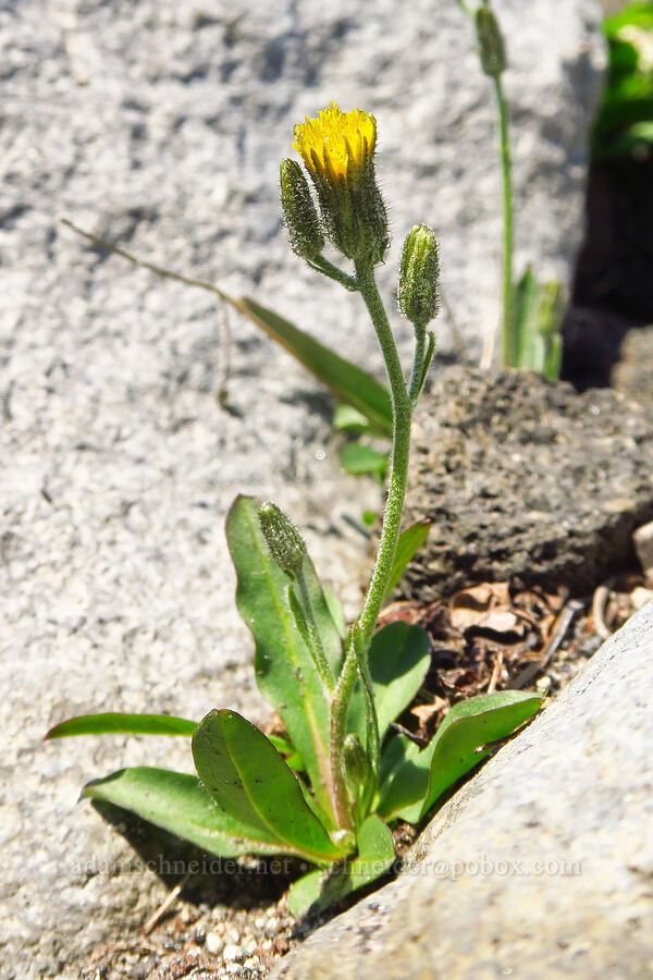 alpine hawkweed (Hieracium triste (Hieracium gracile) (Pilosella tristis)) [South Climb Trail, Mt. Adams Wilderness, Yakima County, Washington]