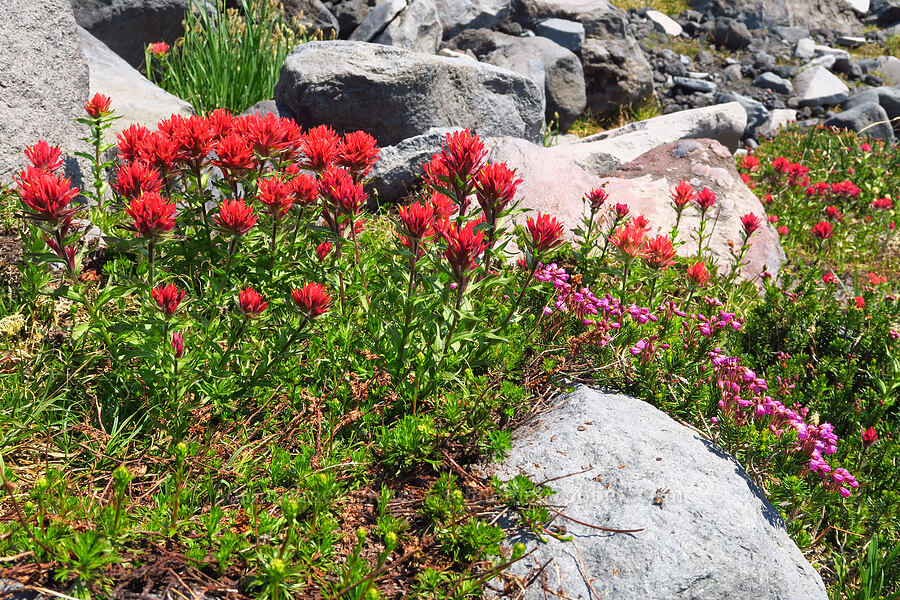 magenta paintbrush & pink mountain heather (Castilleja parviflora var. oreopola, Phyllodoce empetriformis) [South Climb Trail, Mt. Adams Wilderness, Yakima County, Washington]