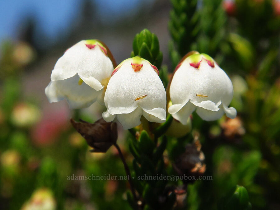 white mountain heather (Cassiope mertensiana) [South Climb Trail, Mt. Adams Wilderness, Yakima County, Washington]