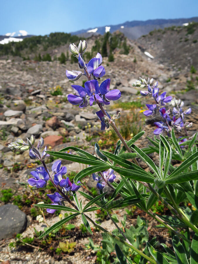 lupine (Lupinus sp.) [South Climb Trail, Mt. Adams Wilderness, Yakima County, Washington]