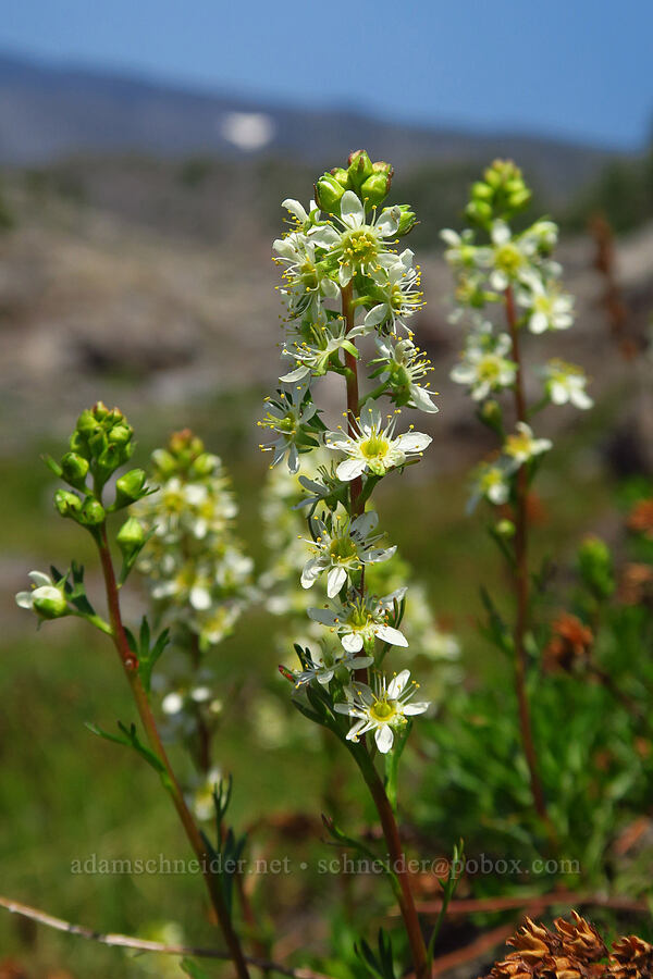 partridgefoot (Luetkea pectinata) [South Climb Trail, Mt. Adams Wilderness, Yakima County, Washington]