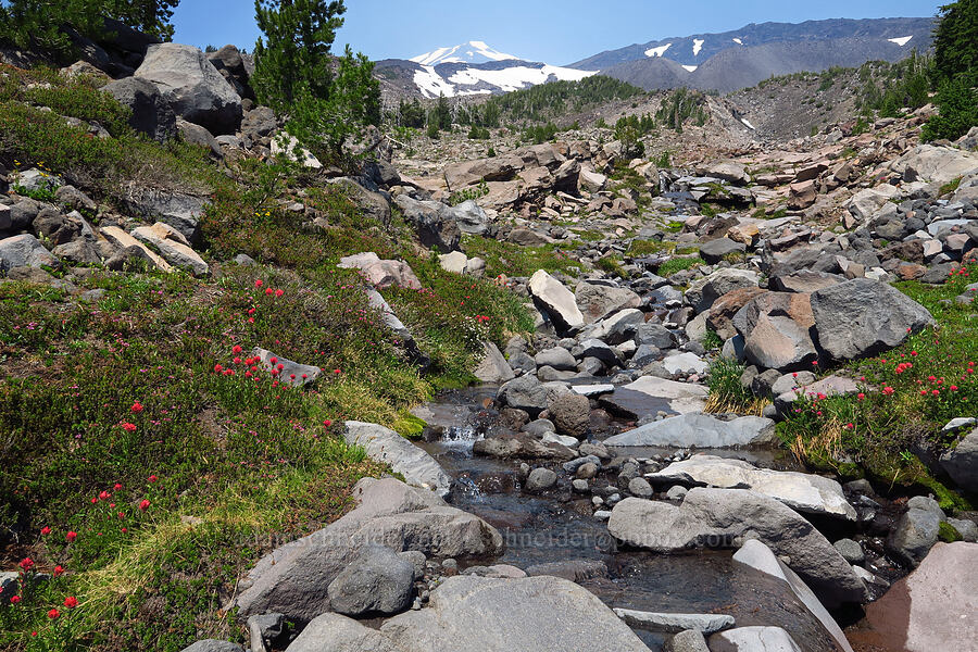 wildflowers & Morrison Creek (Castilleja parviflora var. oreopola, Phyllodoce empetriformis, Cassiope mertensiana, Luetkea pectinata, Arnica sp.) [South Climb Trail, Mt. Adams Wilderness, Yakima County, Washington]