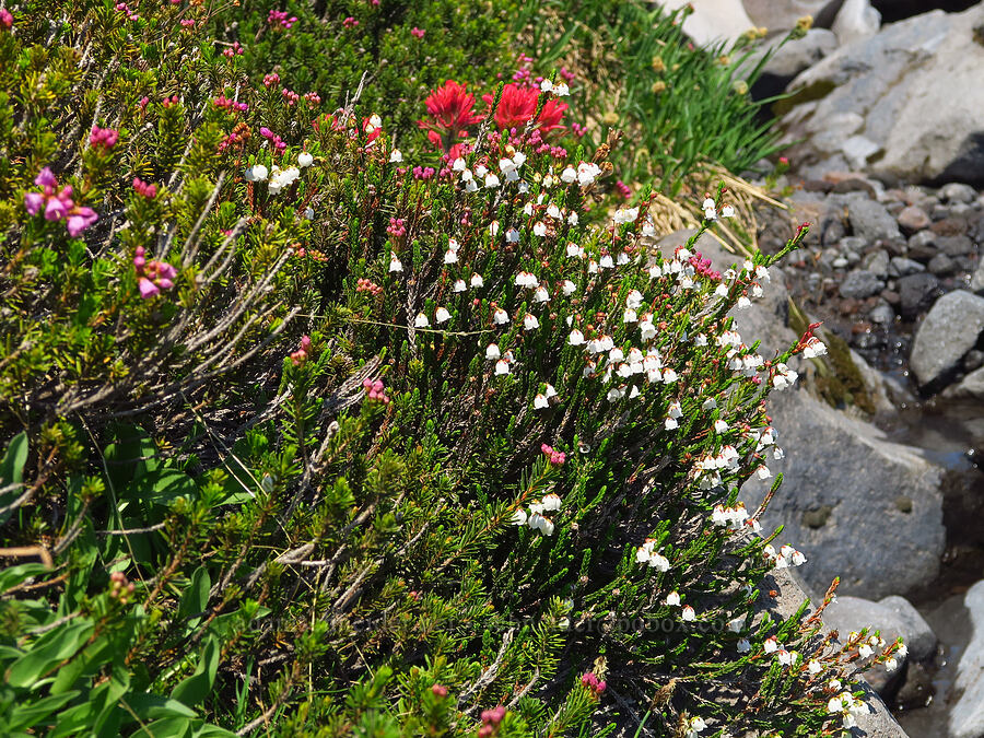 heather & paintbrush (Cassiope mertensiana, Phyllodoce empetriformis, Castilleja parviflora var. oreopola) [South Climb Trail, Mt. Adams Wilderness, Yakima County, Washington]