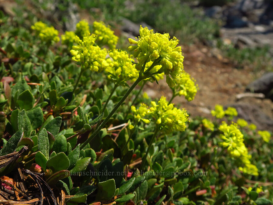 Haussknecht's sulphur-flower buckwheat (Eriogonum umbellatum var. haussknechtii (Eriogonum haussknechtii)) [South Climb Trail, Mt. Adams Wilderness, Yakima County, Washington]