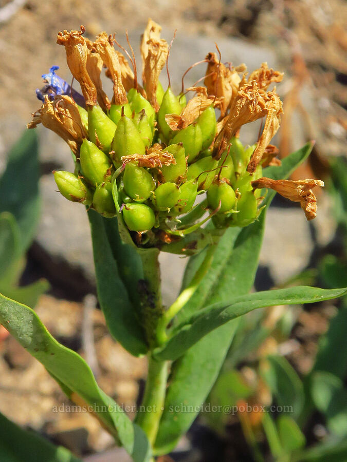 glaucous penstemon, going to seed (Penstemon euglaucus) [South Climb Trail, Gifford Pinchot National Forest, Yakima County, Washington]