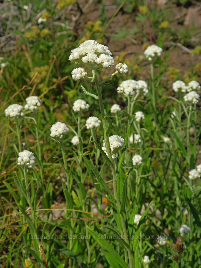 pearly everlasting (Anaphalis margaritacea) [South Climb Trail, Gifford Pinchot National Forest, Yakima County, Washington]