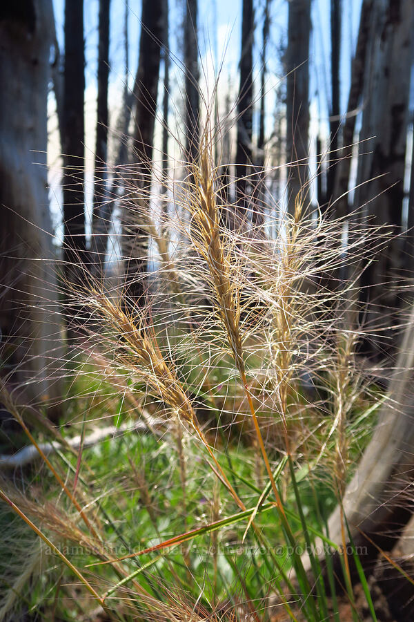 squirrel-tail grass (Elymus elymoides) [South Climb Trail, Gifford Pinchot National Forest, Yakima County, Washington]