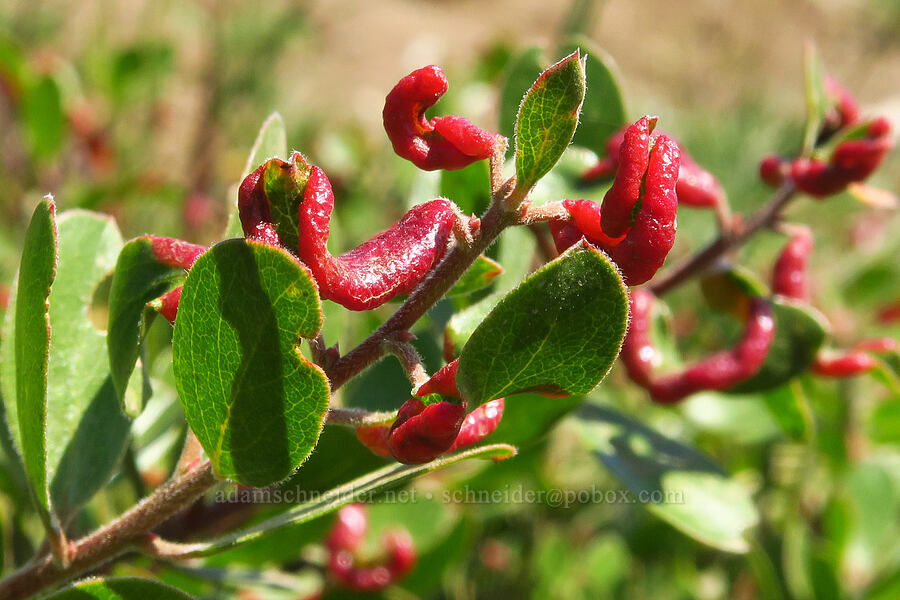 aphid leaf galls on pine-mat manzanita (Tamalia coweni, Arctostaphylos nevadensis) [South Climb Trail, Gifford Pinchot National Forest, Yakima County, Washington]