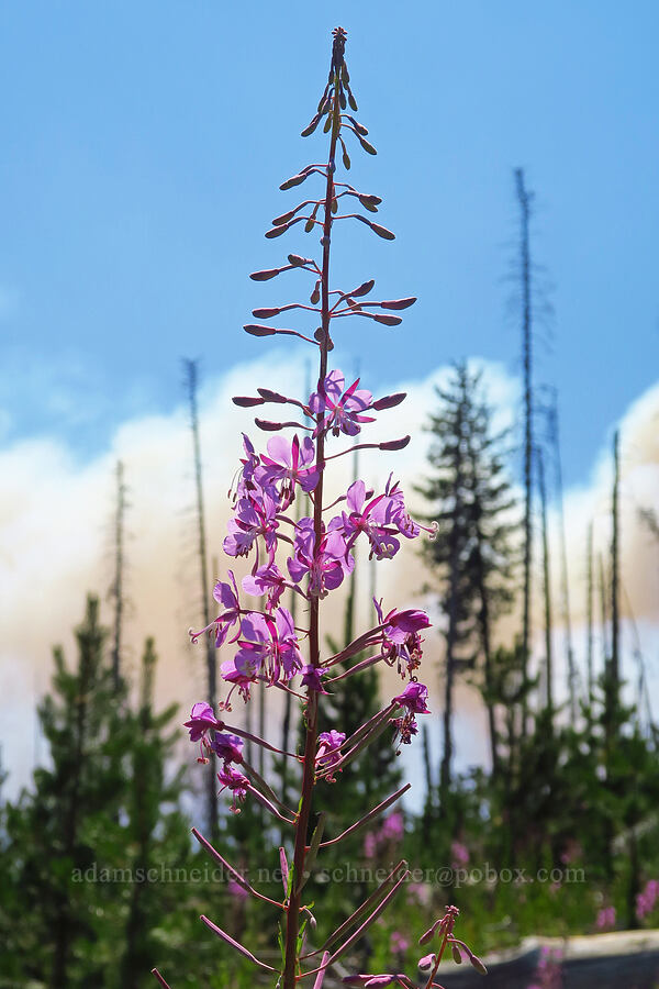 fireweed & a fire (Chamerion angustifolium (Chamaenerion angustifolium) (Epilobium angustifolium)) [Forest Road 8040-500, Gifford Pinchot National Forest, Yakima County, Washington]