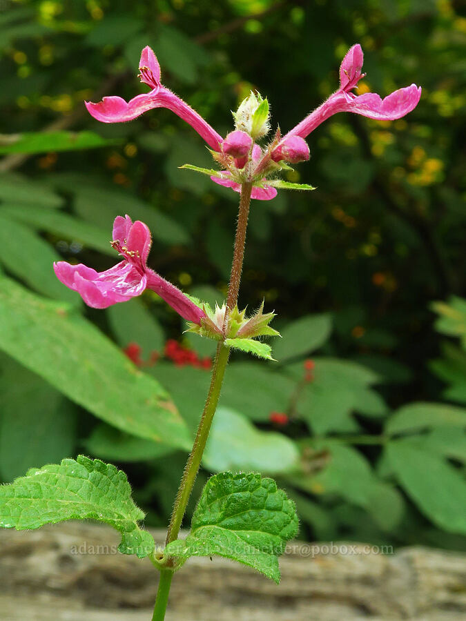 Cooley's hedge-nettle (Stachys cooleyae (Stachys chamissonis var. cooleyae)) [Forest Road 8040, Gifford Pinchot National Forest, Skamania County, Washington]