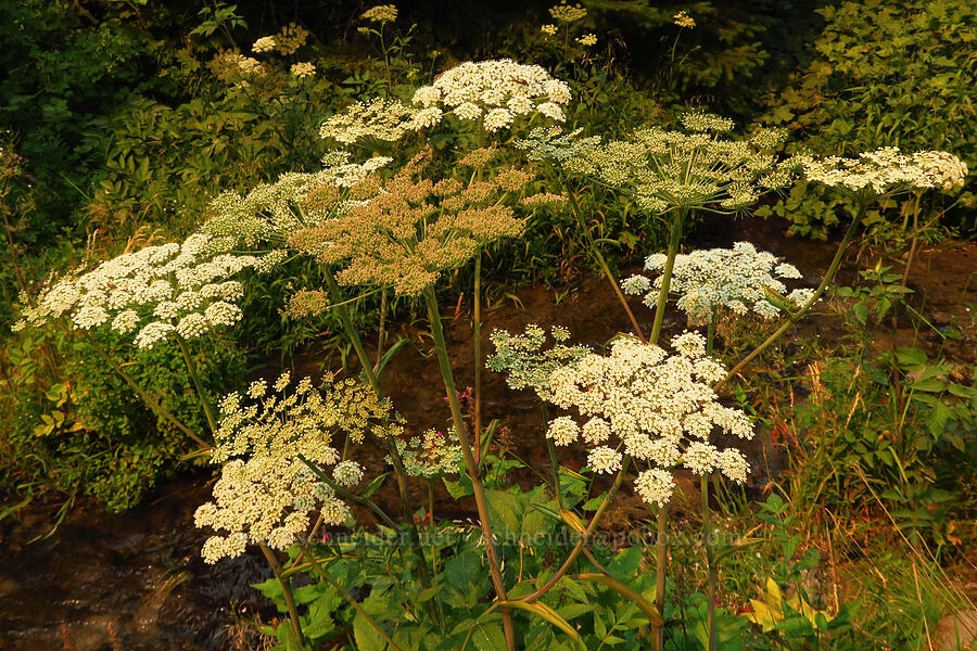 kneeling angelica (Angelica genuflexa) [Forest Road 8040, Gifford Pinchot National Forest, Skamania County, Washington]