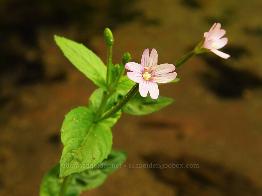 common willow-herb (Epilobium ciliatum) [Forest Road 8040, Gifford Pinchot National Forest, Skamania County, Washington]