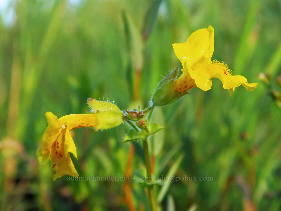 monkeyflower (Erythranthe sp. (Mimulus sp.)) [Trout Lake Natural Area Preserve, Klickitat County, Washington]