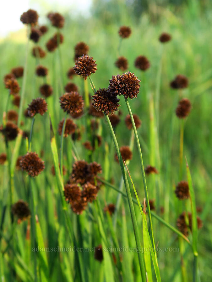 sword-leaf rush (Juncus ensifolius) [Trout Lake Natural Area Preserve, Klickitat County, Washington]