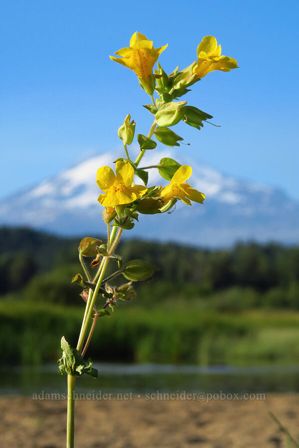 yellow monkeyflower (Erythranthe guttata (Mimulus guttatus)) [Trout Lake Natural Area Preserve, Klickitat County, Washington]